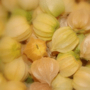 Physalis ou camapu, joá-de-capote, saco-de-bode, bucho-de-rã e mata-fome