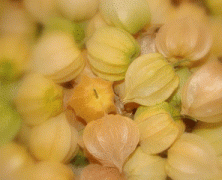 Physalis ou camapu, joá-de-capote, saco-de-bode, bucho-de-rã e mata-fome