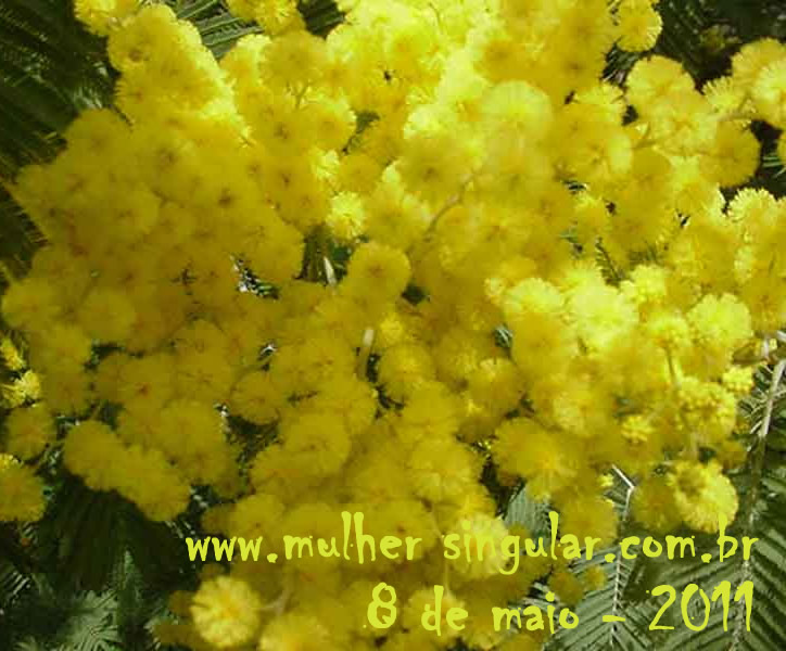 mimosa no dia internacional da mulher