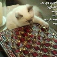 Magia Felina… Simplesmente Gatos…