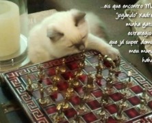 Magia Felina… Simplesmente Gatos…