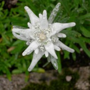 Edelweiss, Edelweiss