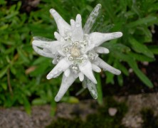 Edelweiss, Edelweiss