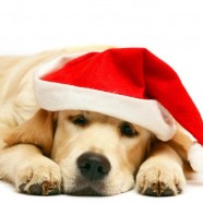 Nossos cães na ceia de Natal