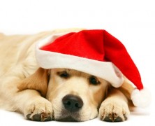 Nossos cães na ceia de Natal