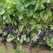 Degustação de Vinhos | o que é importante saber