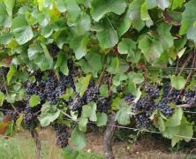 Degustação de Vinhos | o que é importante saber