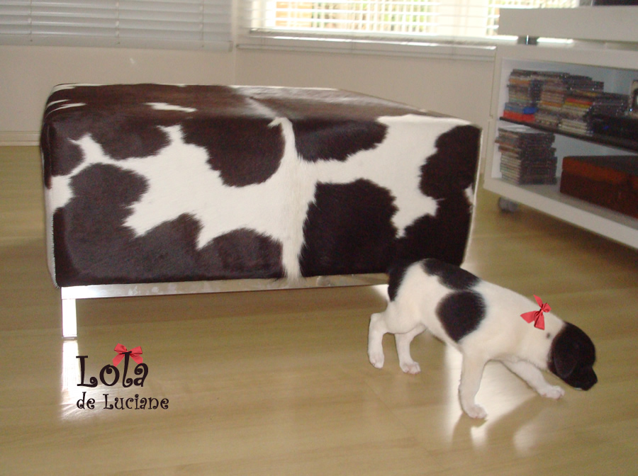 lola - super chic lola - super chic